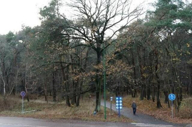 Smiltynę garsins vardiniai medžiai