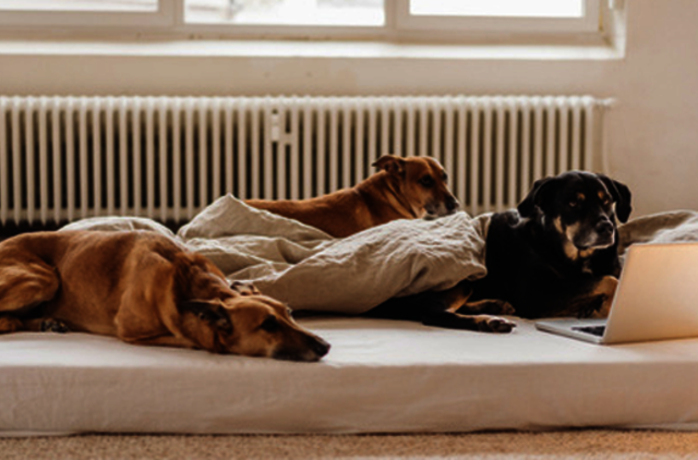 Ieškote darbo? Laisvos darbo vietos Klaipėdos regione