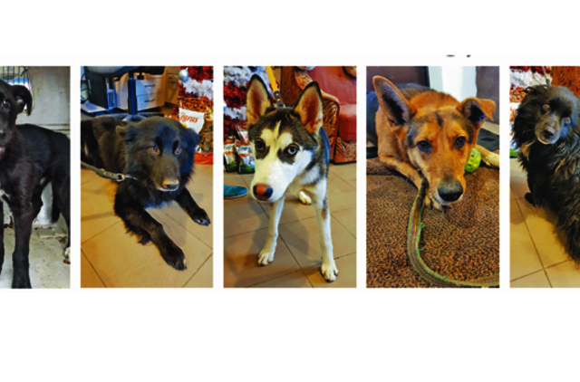 Šventė - žmonėms, kančia - gyvūnams