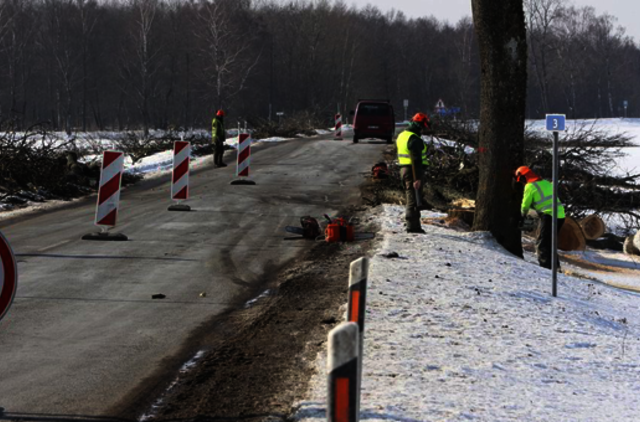 Iškirtę 288 medžius, valdininkai davė pažadą