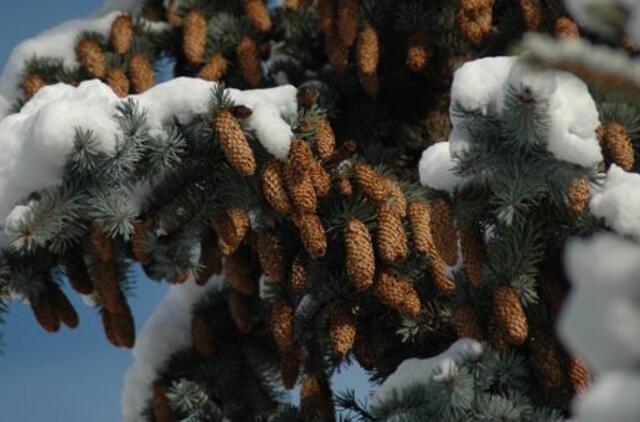 Ką pasveikins šv.Kazimieras?