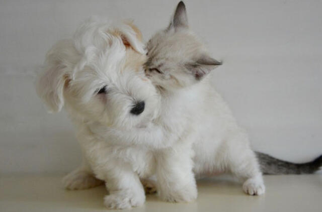 Lietuvoje šunims ir katėms šeimininkai stokoja laiko