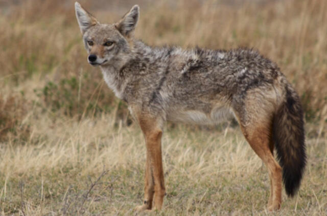 Kuršių marių ledu iš Karaliaučiaus atėjo šakalas