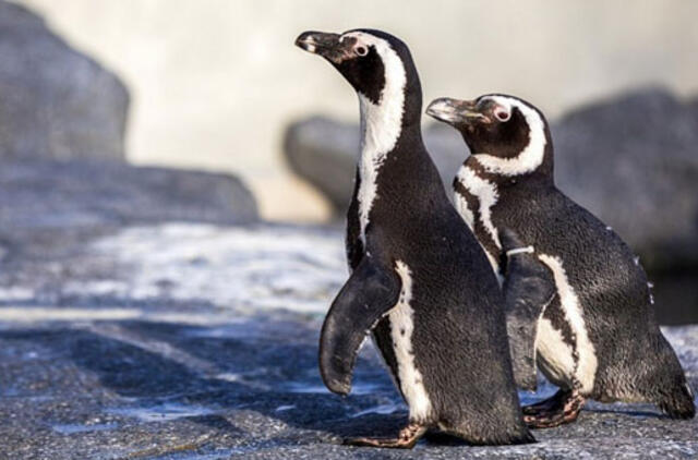 Lietuvos jūrų muziejuje – nauja pingvinų banda