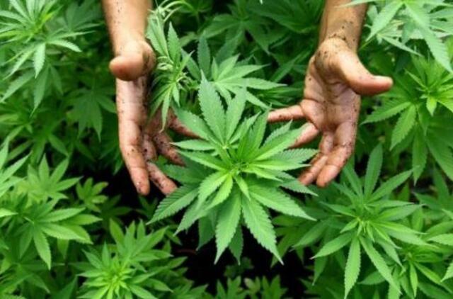 Policijos pareigūnai kretingiškio bute rado kanapių