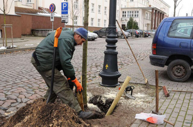 Vietoj senų didelių tuopų - tuštuma