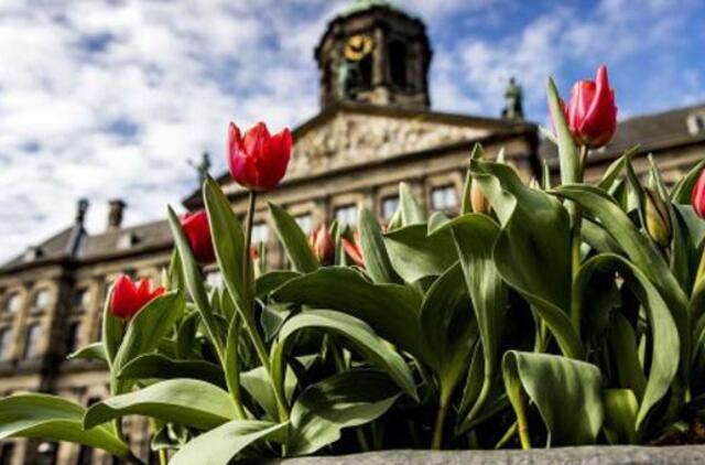 Nuo turistų dūstantis Amsterdamas mėgins riboti jų skaičių