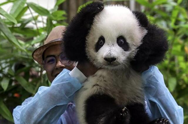Pirmą kartą viešai parodyta Malaizijos zoologijos sode gimusi didžioji panda