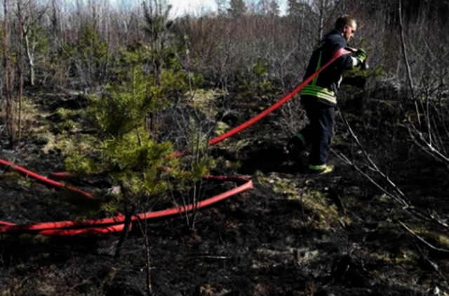 Ugniagesiai įspėja apie didėjantį miškų gaisringumą