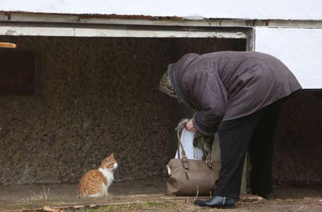 Beglobės katės: vieni šeria, kiti žudo