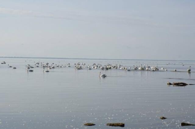 Ką Kuršių mariose veikia tūkstančiai nutūpusių gulbių?