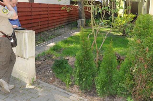 Kaimynių ginčas dėl tujų: neteisios abi