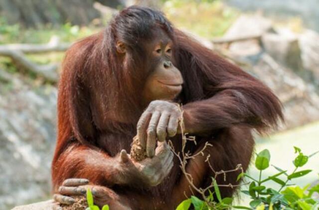 Nugaišo seniausias pasaulio orangutangas