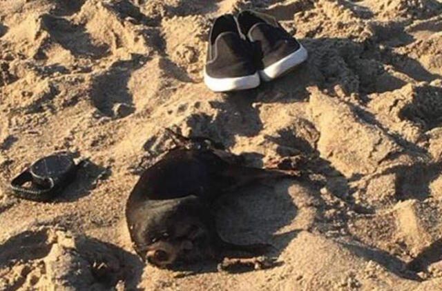 Palaidas kovinis šuo sudraskė mažą šuniuką