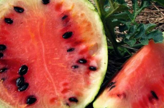 Penkiolikmečio daržininko tikslas – išvesti arbūzų veislę, tinkančią nokti Lietuvos sąlygomis