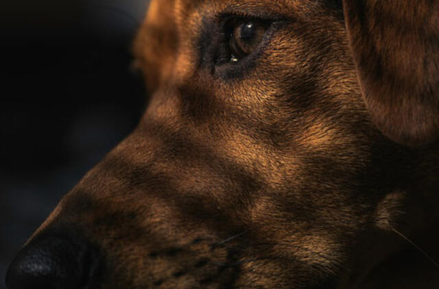 Savo šunį panevėžietis užkapojo mačete