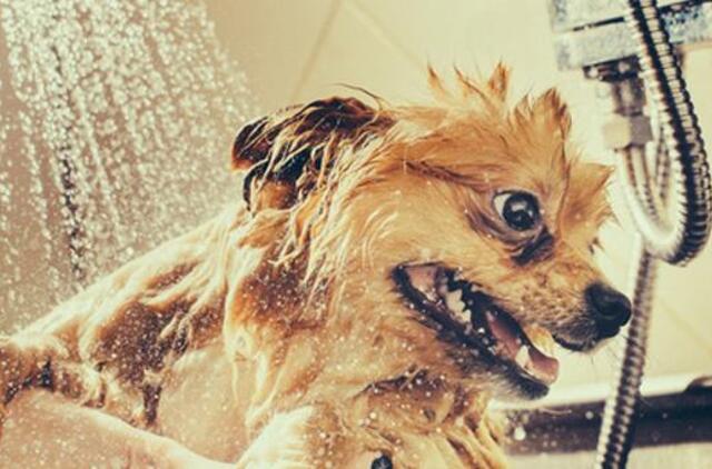 Sušlapinę šuns kailį per karščius jam tik pakenksite