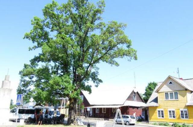 Arboristai išgelbėjo žymųjį Platelių miestelio ąžuolą