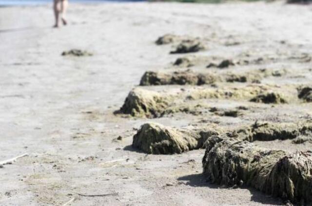 Neringoje vežant išvirto dvokiantis nuotekų dumblas