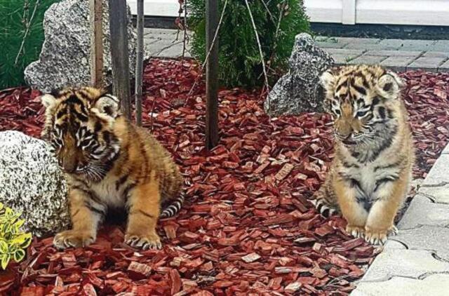 Neįtikėtina: klaipėdietės tigrus augino namo kieme