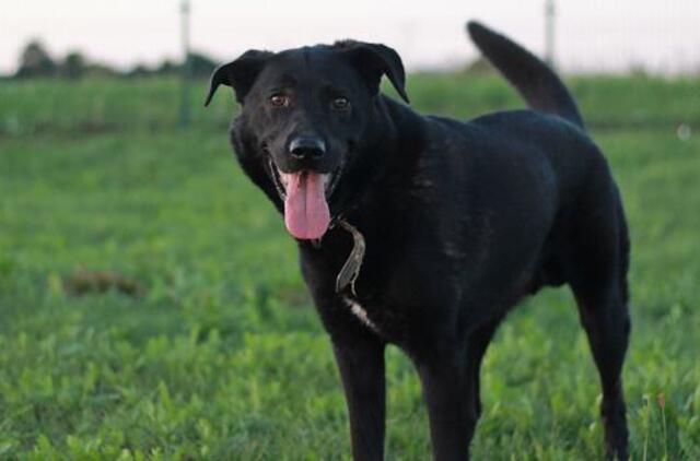 Šiandien namų ieško: Marsas