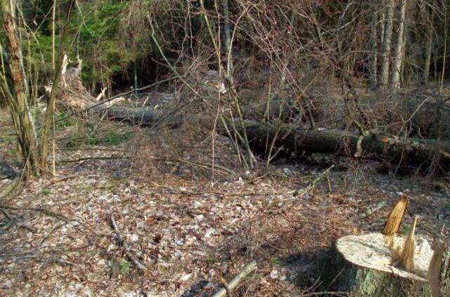 Sustabdyti miško kirtimai Labanoro girioje