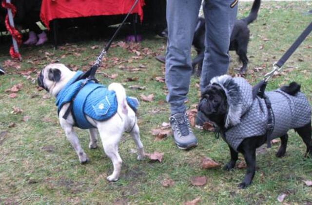 Tikslinėje teritorijoje nori aikštelių keturkojams