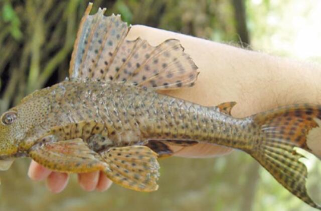 Žveją apstulbino neįtikėtinas laimikis Kuršių mariose