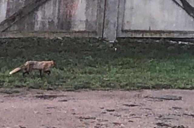 Klaipėdoje pastebėta lapė