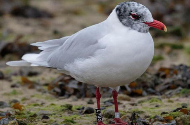 Klaipėdoje sužieduotas paukštis keliauja po Europą