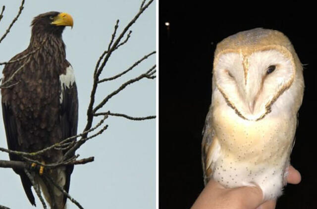 Pamaryje - dvi Lietuvoje retos paukščių rūšys