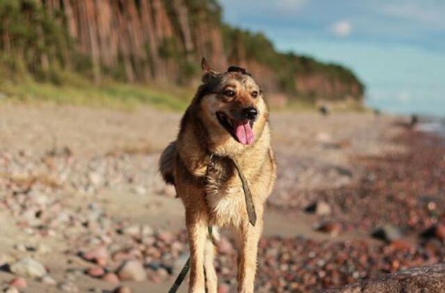 Šiandien namų ieško: Nida