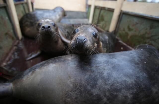 Sustiprėję ruoniai paleisti į Baltijos jūrą