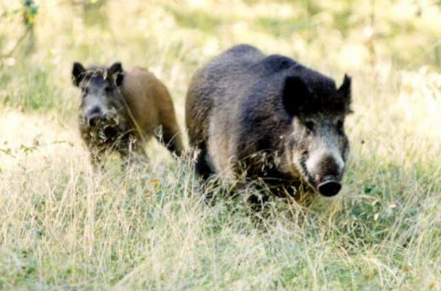 2019-ieji: laimės paieškos transformacijų laike