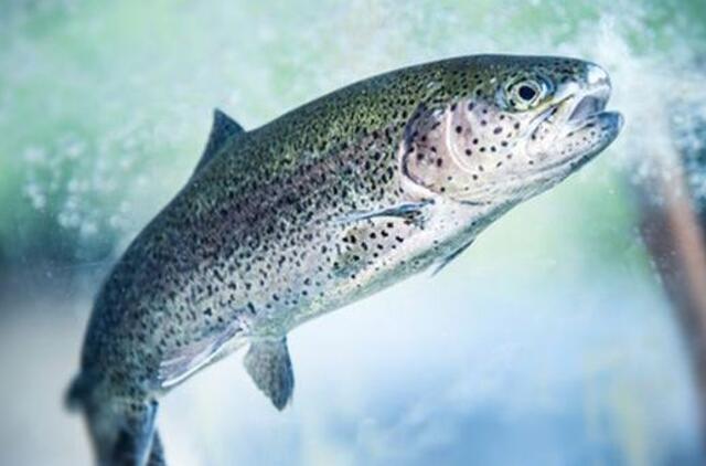 Danai svarsto Klaipėdoje auginti vaivorykštinius upėtakius