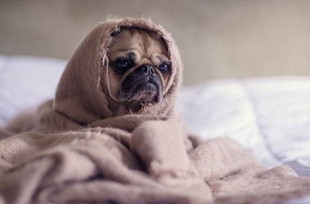 Gyvūno gerovė – be streso