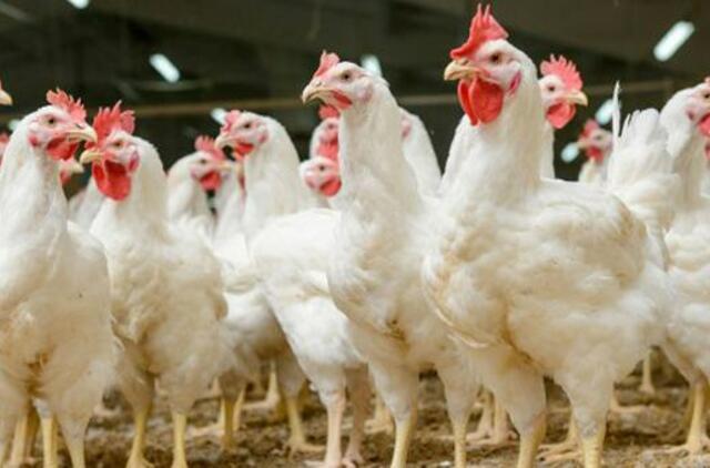 Majonezo gamintojai atsisako narvuose laikomų vištų kiaušinių