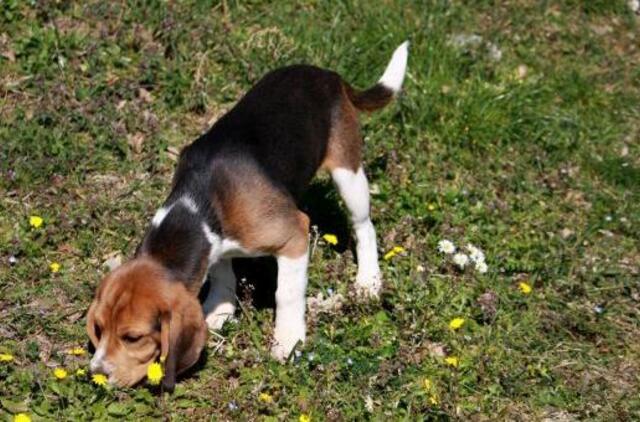 Parduotuvėje dingus šuniukui, šeimininkė tokio akibrokšto nesitikėjo