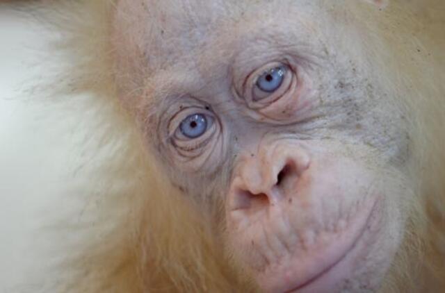 Vienintelis pasaulyje orangutangas albinosas bus paleistas į laisvę