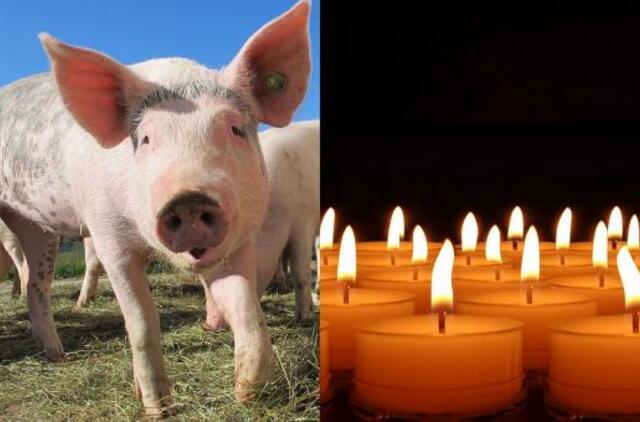 Indijoje nuo kiaulių gripo mirė 40 žmonių