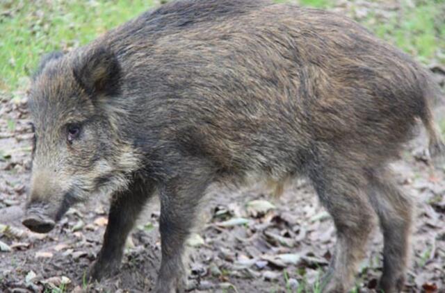 Lenkijoje planuojama išžudyti visus šernus