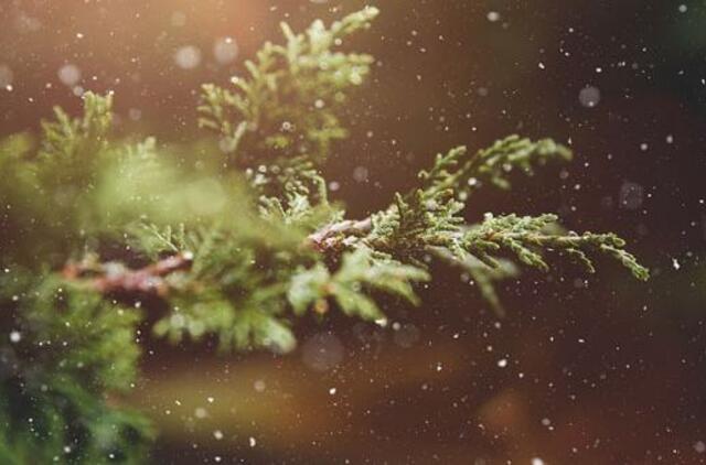 Už ne vietoje išmestas kalėdines eglutes gali grėsti bauda iki 600 eurų