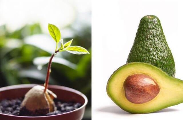 Kaip užsiauginti avokado medelį