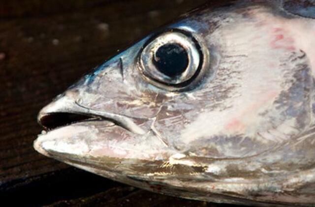 Klaipėdos žuvininkystės produktų aukciono gali nebelikti