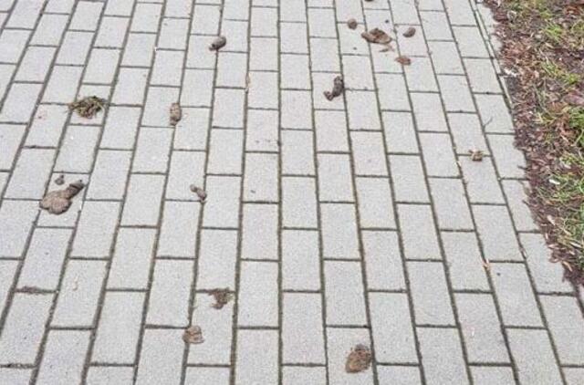 Nutirpus sniegui - keturkojų "dovanėlės"