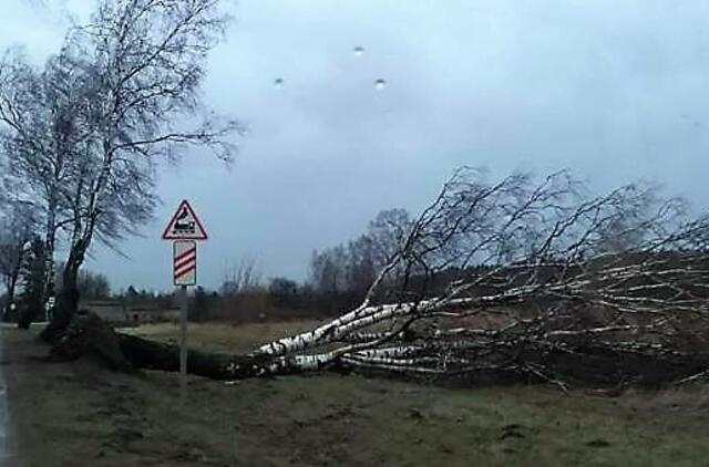 Dėl stipraus vėjo lūžta medžiai
