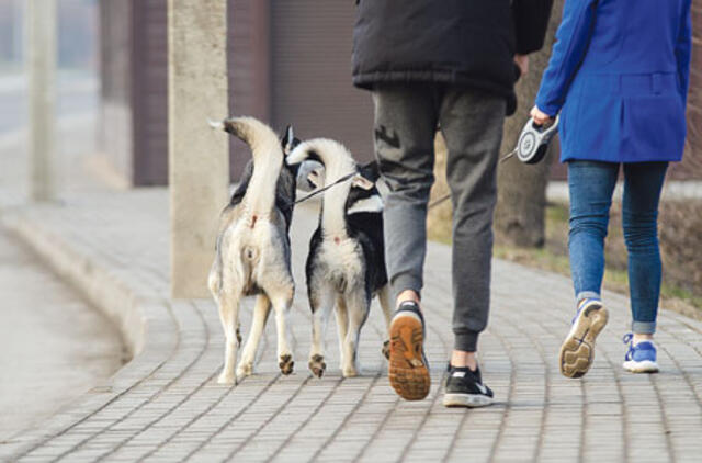 Jei šuns „dovaną“ įteiktų jo savininkui
