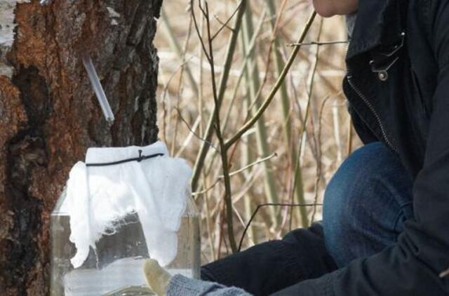 Medžių sulos klaipėdiečiams dar teks palaukti