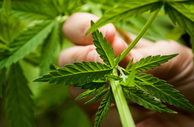 Seimas ėmėsi įteisinti pluoštinių kanapių produktus