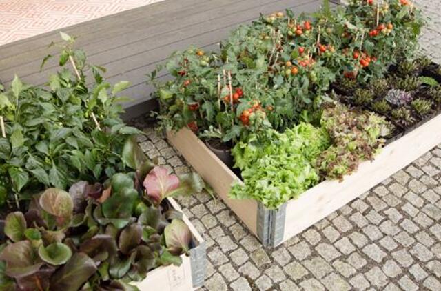 Atgal į gamtą: lauko darbai populiarėja ir tarp miestų gyventojų